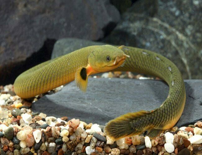 Imagem do Peixe Serpente